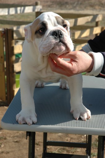 茨城県常総市 ブルドッグ 子犬販売情報